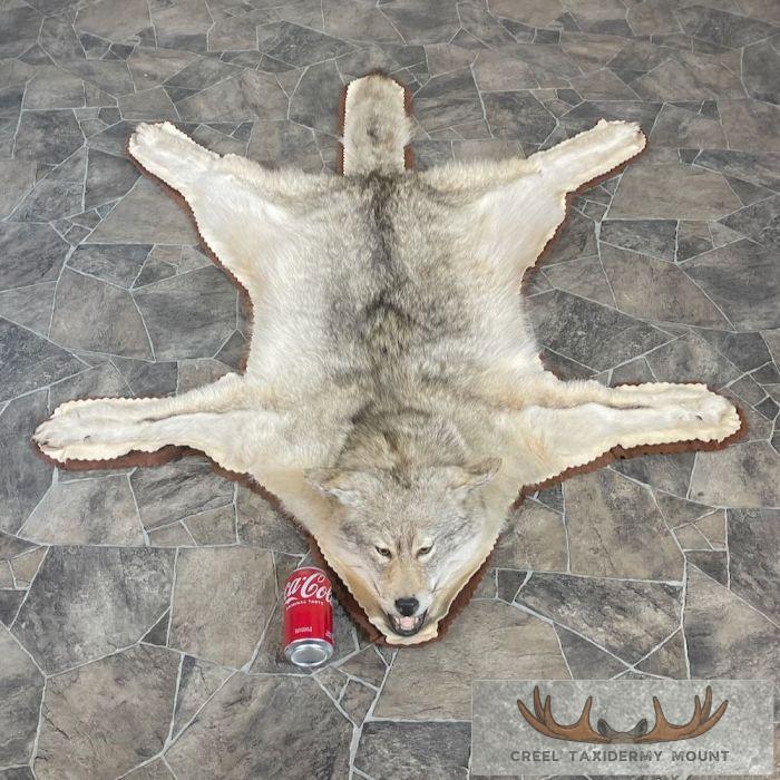 Coyote Full Rug Taxidermy Mount For Sale - Image 2