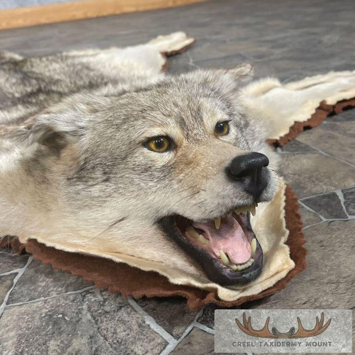 Coyote Full Rug Taxidermy Mount For Sale - Image 5