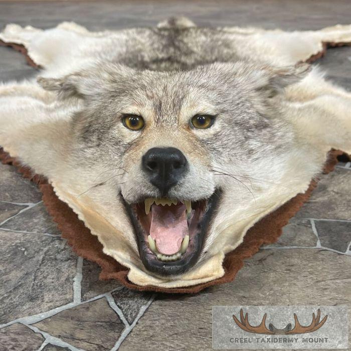 Coyote Full Rug Taxidermy Mount For Sale - Image 4