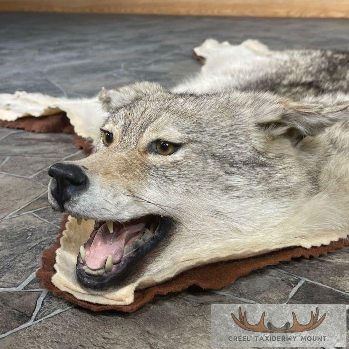 Coyote Full Rug Taxidermy Mount For Sale - Image 3