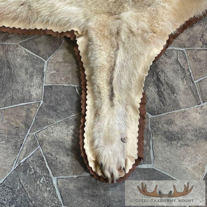 Coyote Full Rug Taxidermy Mount For Sale - Image 6
