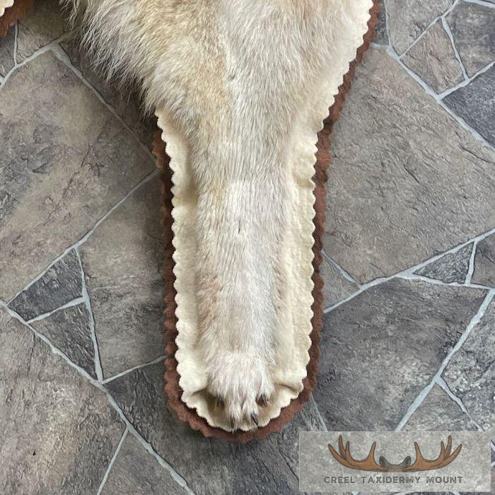 Coyote Full Rug Taxidermy Mount For Sale - Image 7