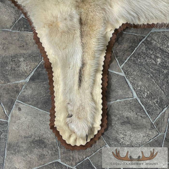 Coyote Full Rug Taxidermy Mount For Sale - Image 8