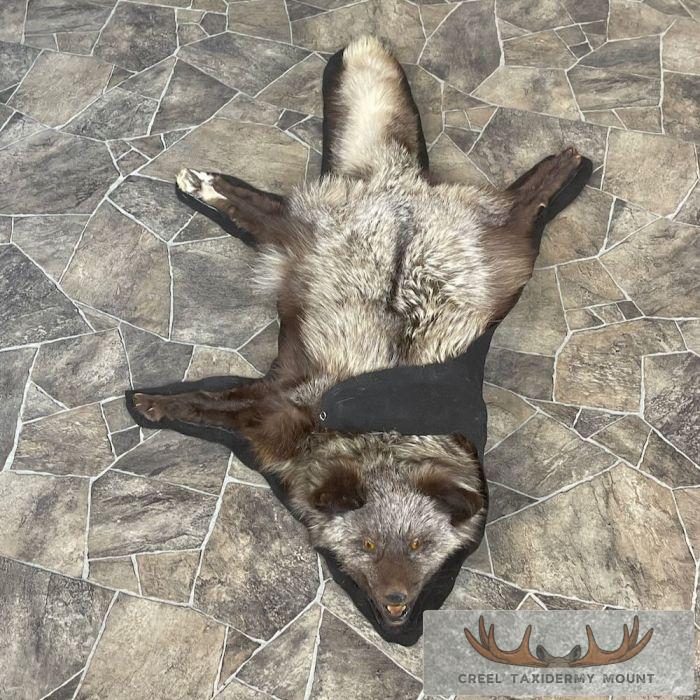 Cross Fox Full Rug Taxidermy Mount For Sale - Image 8