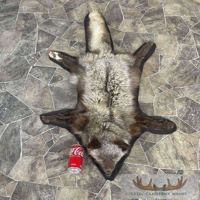 Cross Fox Full Rug Taxidermy Mount For Sale - Image 4