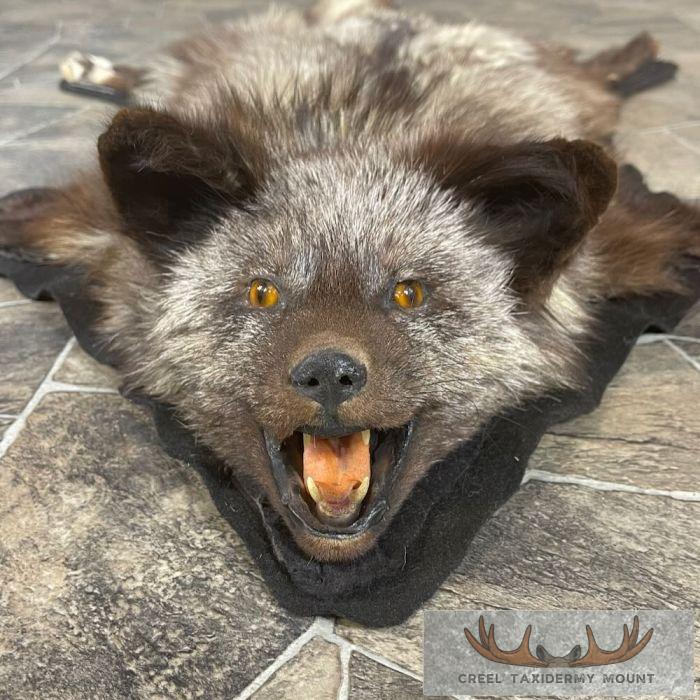 Cross Fox Full Rug Taxidermy Mount For Sale - Image 3