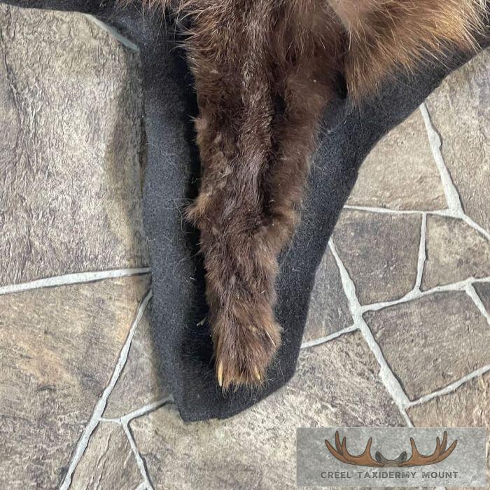 Cross Fox Full Rug Taxidermy Mount For Sale - Image 7