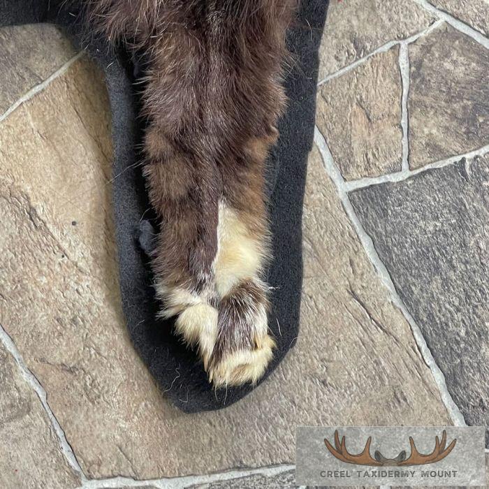 Cross Fox Full Rug Taxidermy Mount For Sale - Image 6