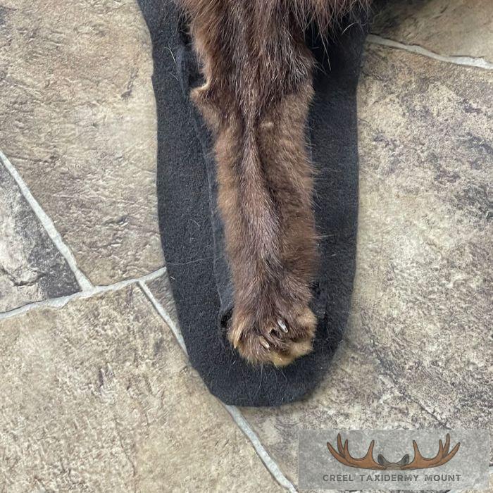 Cross Fox Full Rug Taxidermy Mount For Sale - Image 9