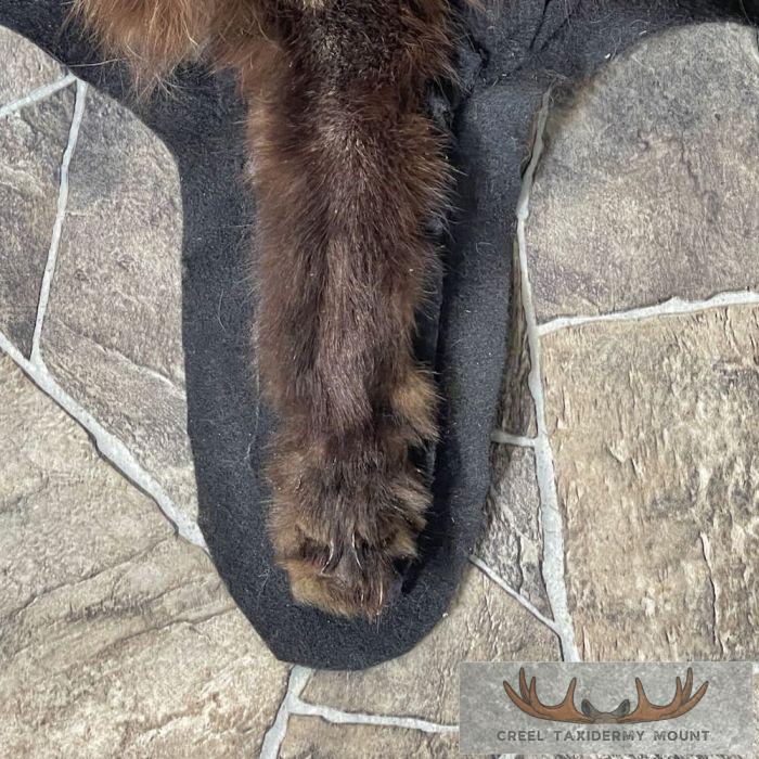 Cross Fox Full Rug Taxidermy Mount For Sale - Image 10