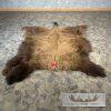 American Buffalo (Bison) Taxidermy Hide For Sale - Image 2