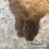 American Buffalo (Bison) Taxidermy Hide For Sale - Image 3