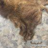 American Buffalo (Bison) Taxidermy Hide For Sale - Image 5