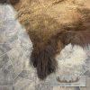American Buffalo (Bison) Taxidermy Hide For Sale - Image 6