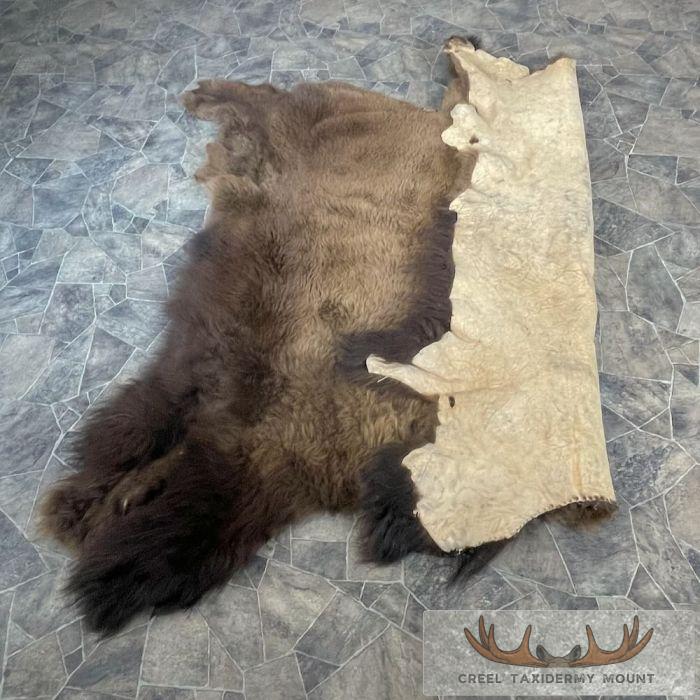American Buffalo (Bison) Taxidermy Hide For Sale - Image 7