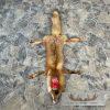 Red Fox Tanned Hide Taxidermy For Sale - Image 2