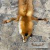 Red Fox Tanned Hide Taxidermy For Sale - Image 3