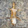 Red Fox Tanned Hide Taxidermy For Sale - Image 5