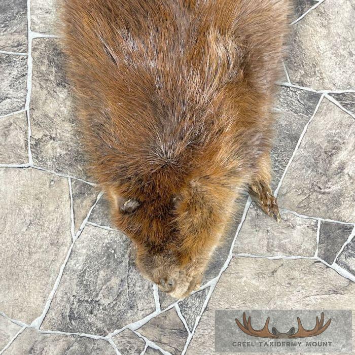 Beaver Tanned Hide Taxidermy For Sale - Image 2