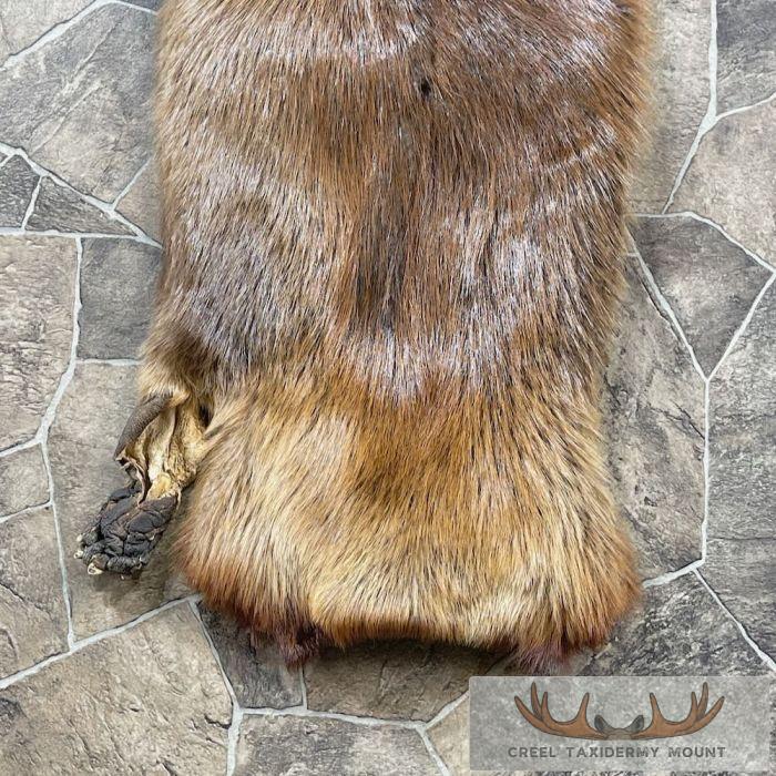 Beaver Tanned Hide Taxidermy For Sale - Image 3