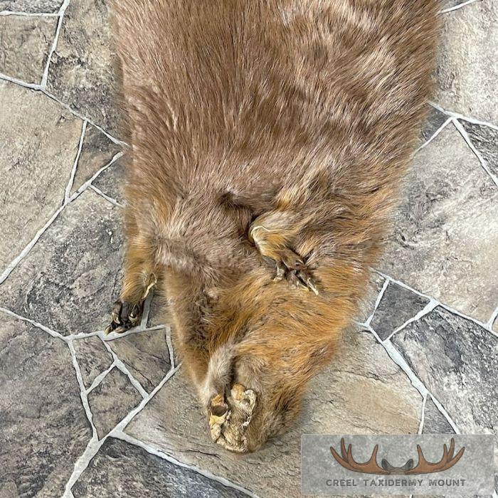Beaver Tanned Hide Taxidermy For Sale - Image 5