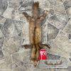 American Pine Marten Tanned Hide Taxidermy For Sale - Image 2