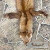 American Pine Marten Tanned Hide Taxidermy For Sale - Image 3