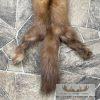 American Pine Marten Tanned Hide Taxidermy For Sale - Image 4