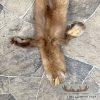 American Pine Marten Tanned Hide Taxidermy For Sale - Image 5