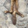 American Pine Marten Tanned Hide Taxidermy For Sale - Image 6