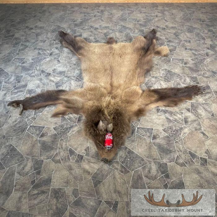 Grizzly Bear Full Size Taxidermy Hide For Sale - Image 2