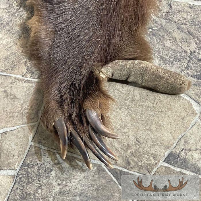 Grizzly Bear Full Size Taxidermy Hide For Sale - Image 3