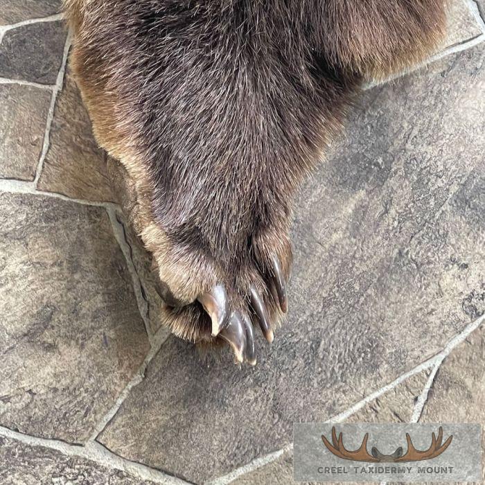 Grizzly Bear Full Size Taxidermy Hide For Sale - Image 4