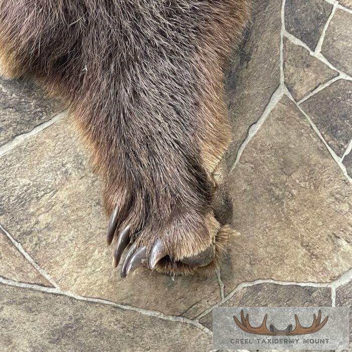 Grizzly Bear Full Size Taxidermy Hide For Sale - Image 5