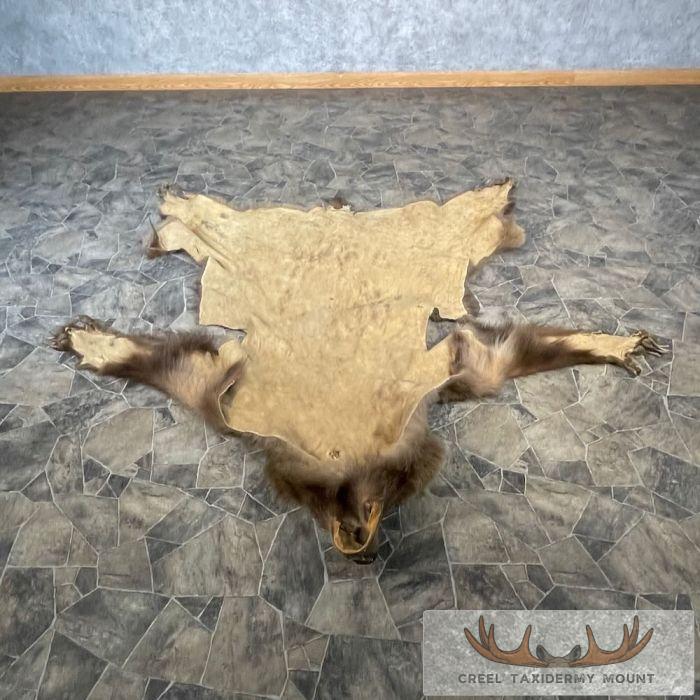 Grizzly Bear Full Size Taxidermy Hide For Sale - Image 7