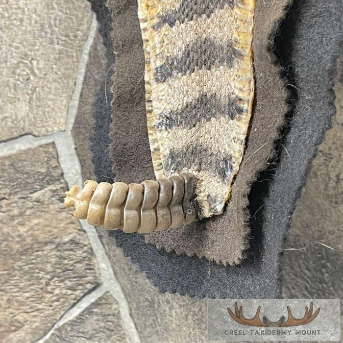 Western Diamondback Rattlesnake Taxidermy Rug For Sale