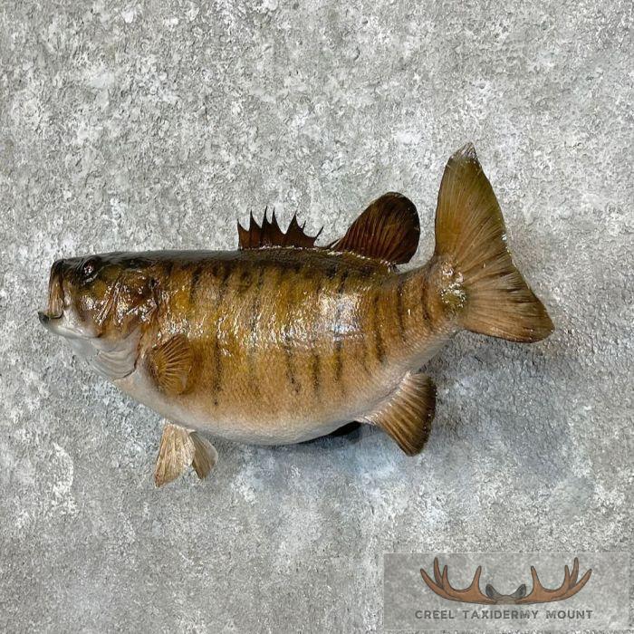 Smallmouth Bass Taxidermy Fish Mount For Sale - Image 2