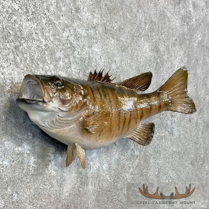 Smallmouth Bass Taxidermy Fish Mount For Sale - Image 3