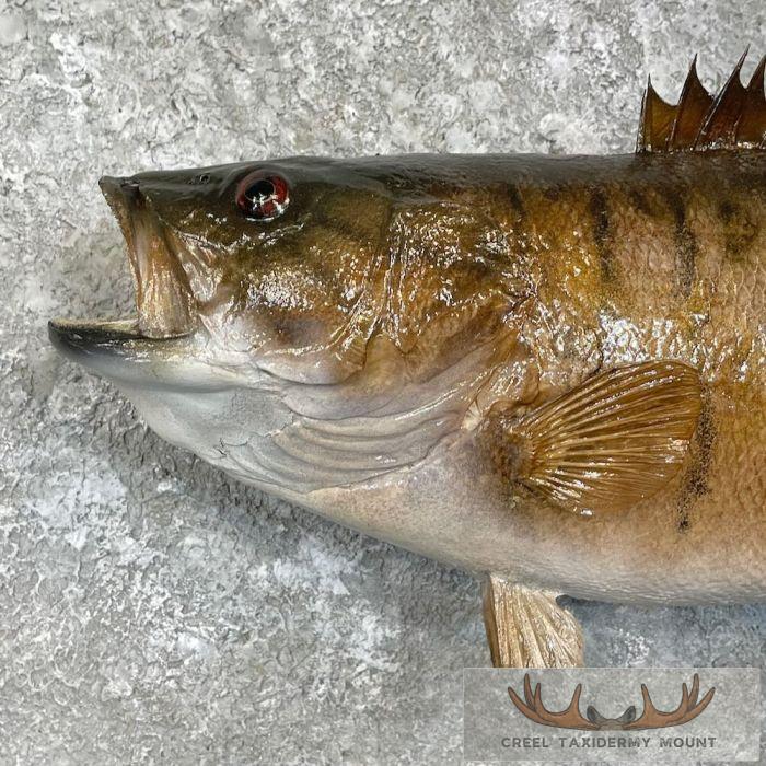 Smallmouth Bass Taxidermy Fish Mount For Sale - Image 4