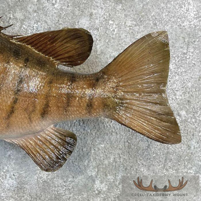 Smallmouth Bass Taxidermy Fish Mount For Sale - Image 6