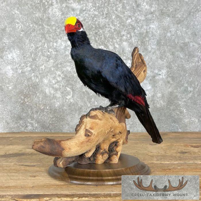 Violet Turaco Taxidermy Bird Mount For Sale - Image 2