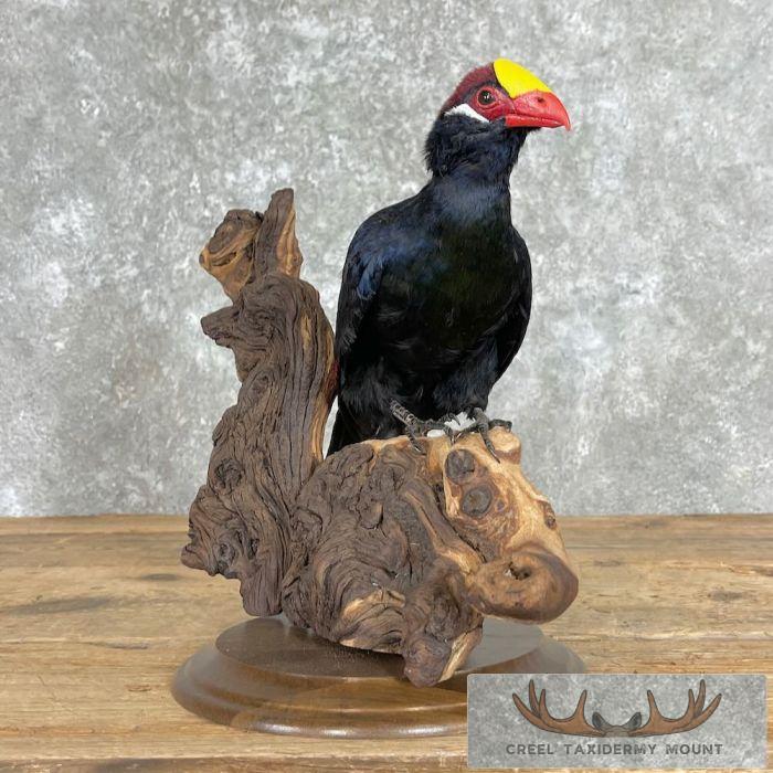 Violet Turaco Taxidermy Bird Mount For Sale - Image 3