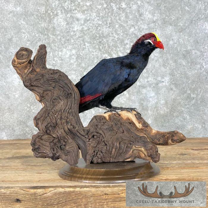 Violet Turaco Taxidermy Bird Mount For Sale - Image 4