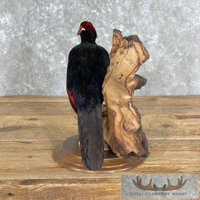 Violet Turaco Taxidermy Bird Mount For Sale - Image 5