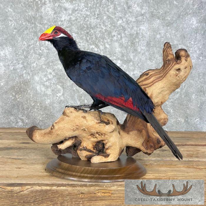 Violet Turaco Taxidermy Bird Mount For Sale - Image 6