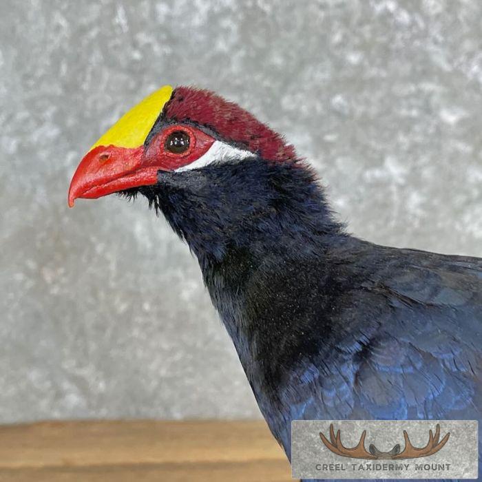 Violet Turaco Taxidermy Bird Mount For Sale - Image 7
