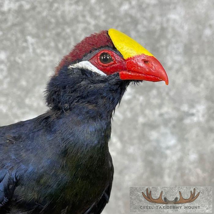 Violet Turaco Taxidermy Bird Mount For Sale - Image 8