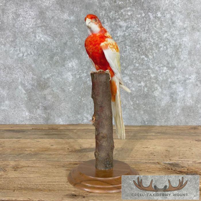 Rubino Rosella Taxidermy Bird Mount For Sale - Image 2