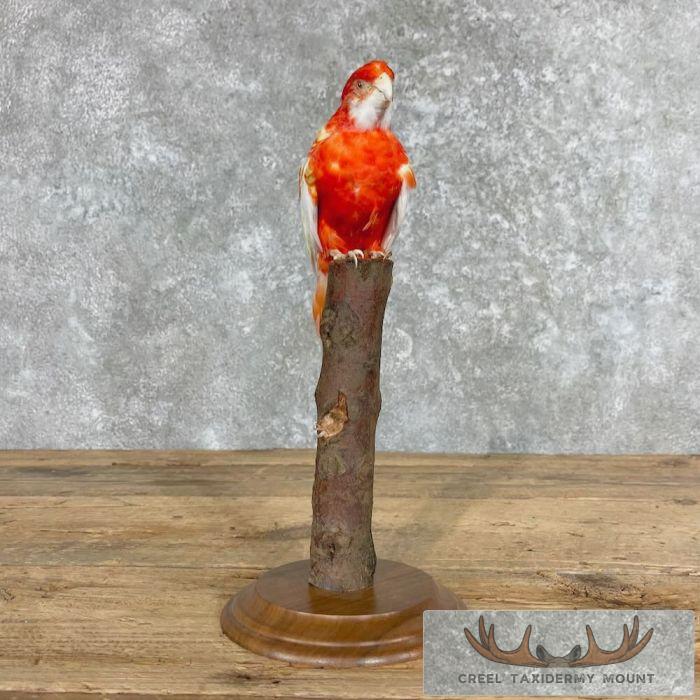 Rubino Rosella Taxidermy Bird Mount For Sale - Image 3