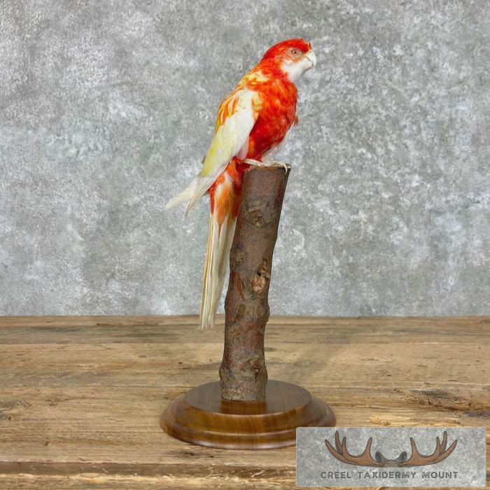 Rubino Rosella Taxidermy Bird Mount For Sale - Image 4
